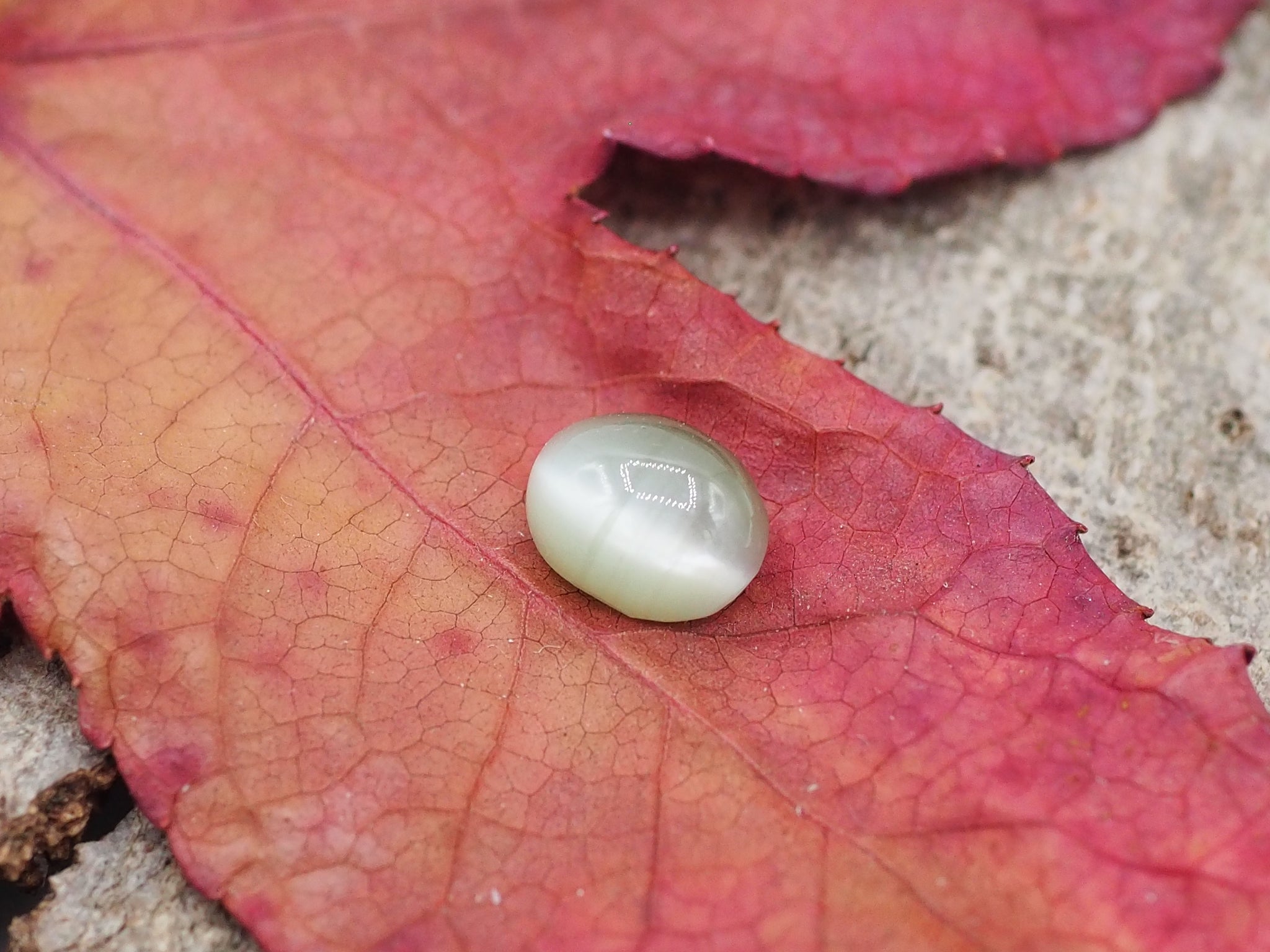 Chrysobéryl oeil de chat de 2,55 carats