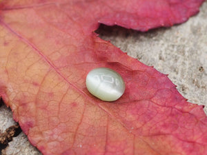 Chrysobéryl oeil de chat de 2,55 carats
